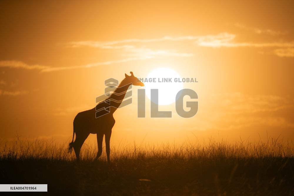 Giraffes At Maasai Mara National Reserve - Kenya
