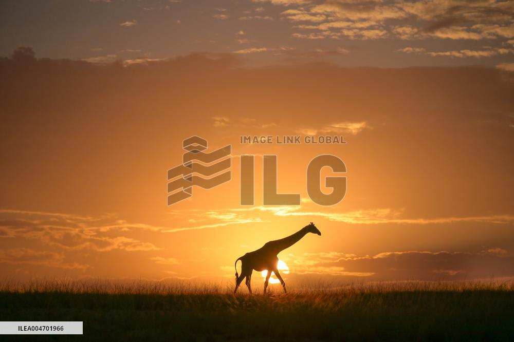 Giraffes At Maasai Mara National Reserve - Kenya