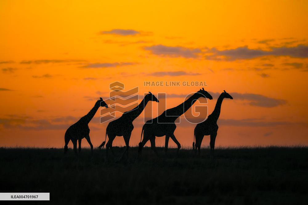 Giraffes At Maasai Mara National Reserve - Kenya
