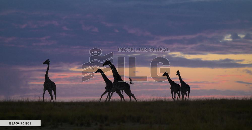 Giraffes At Maasai Mara National Reserve - Kenya