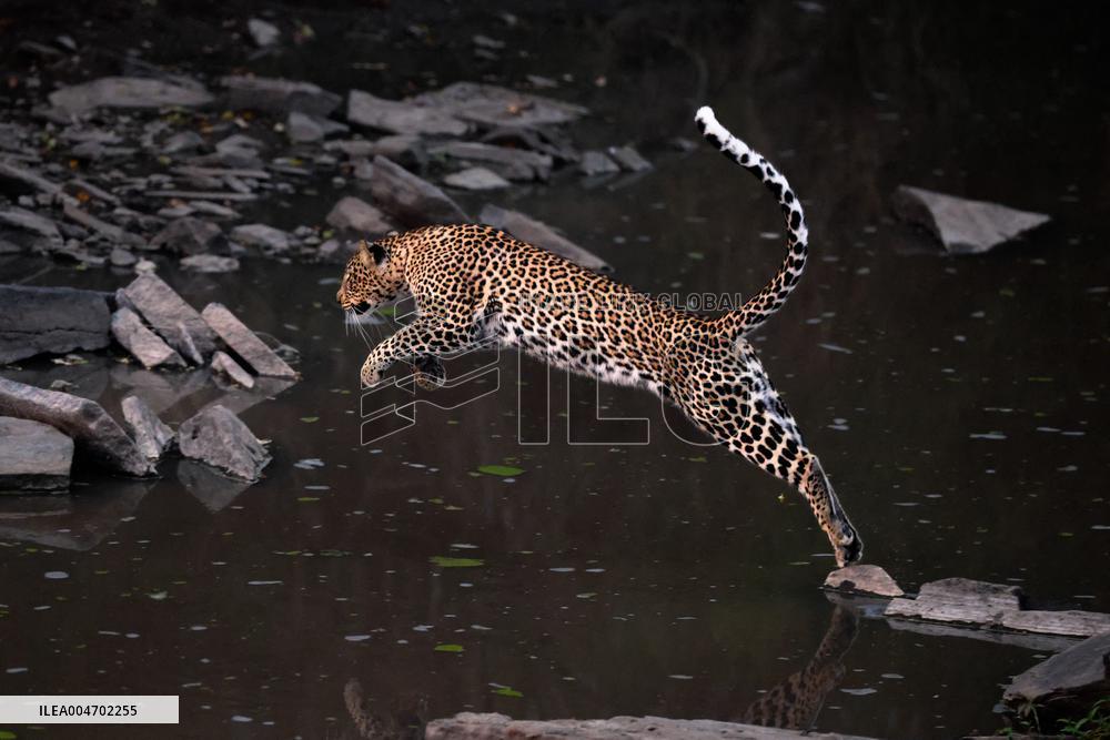 KENYA-NAROK-MAASAI MARA NATIONAL RESERVE-WILDLIFE