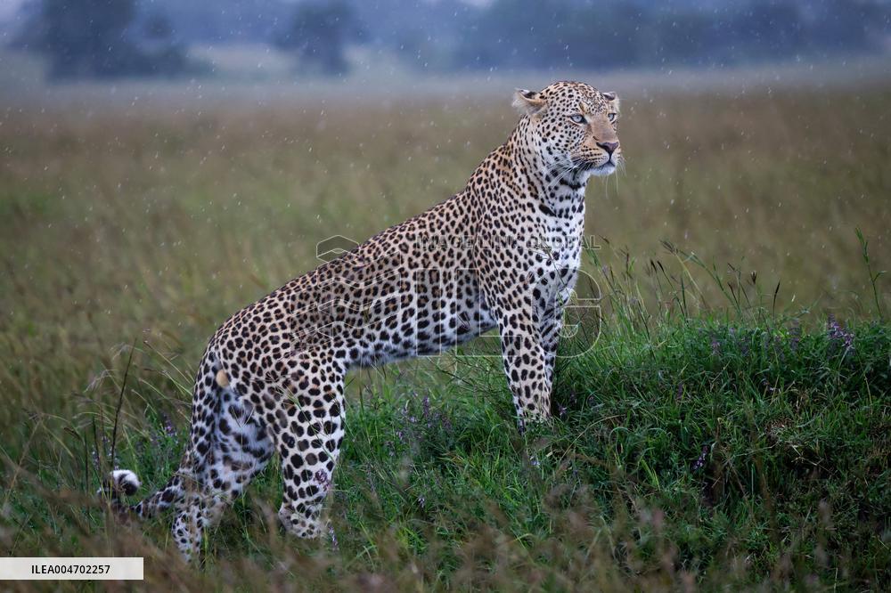 KENYA-NAROK-MAASAI MARA NATIONAL RESERVE-WILDLIFE