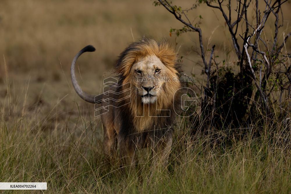 KENYA-NAROK-MAASAI MARA NATIONAL RESERVE-WILDLIFE