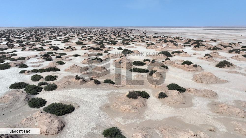 Gobi Desert Ecology in Hami