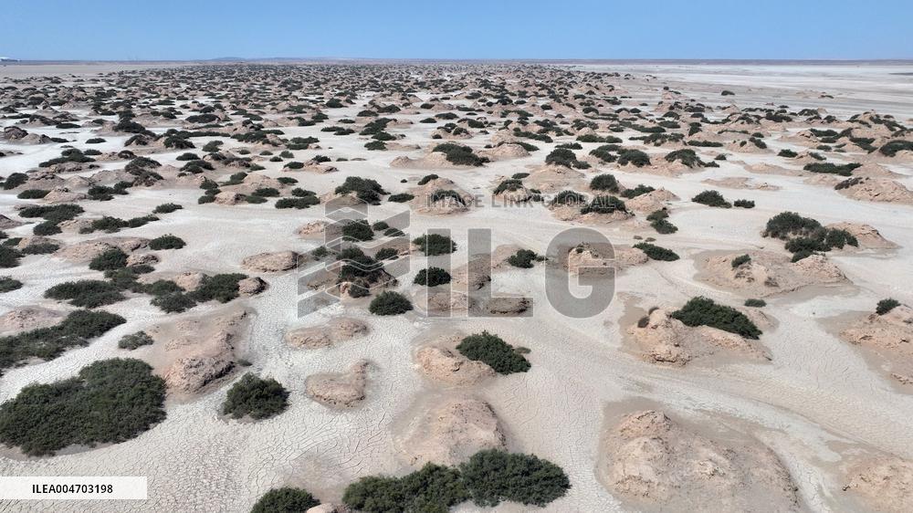 Gobi Desert Ecology in Hami
