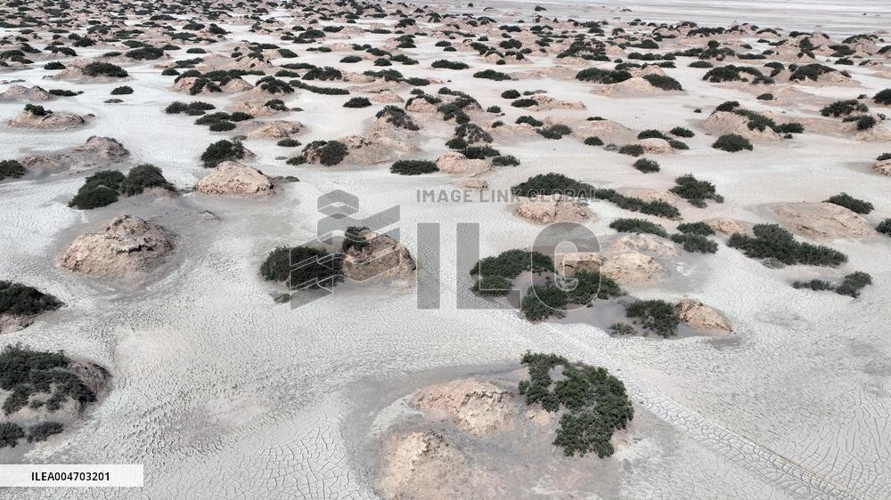 Gobi Desert Ecology in Hami