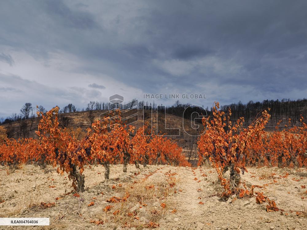 Illustration - Corbieres