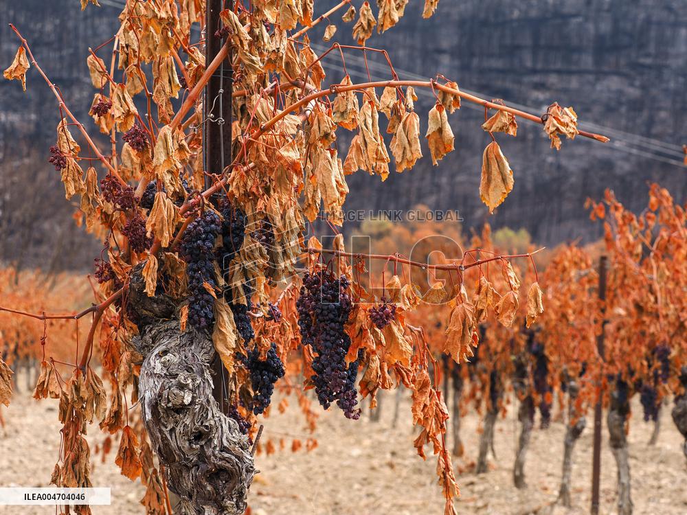 Illustration - Corbieres