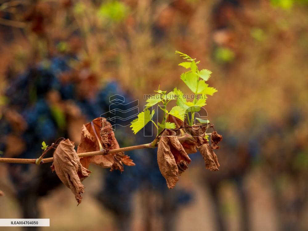 Illustration - Corbieres