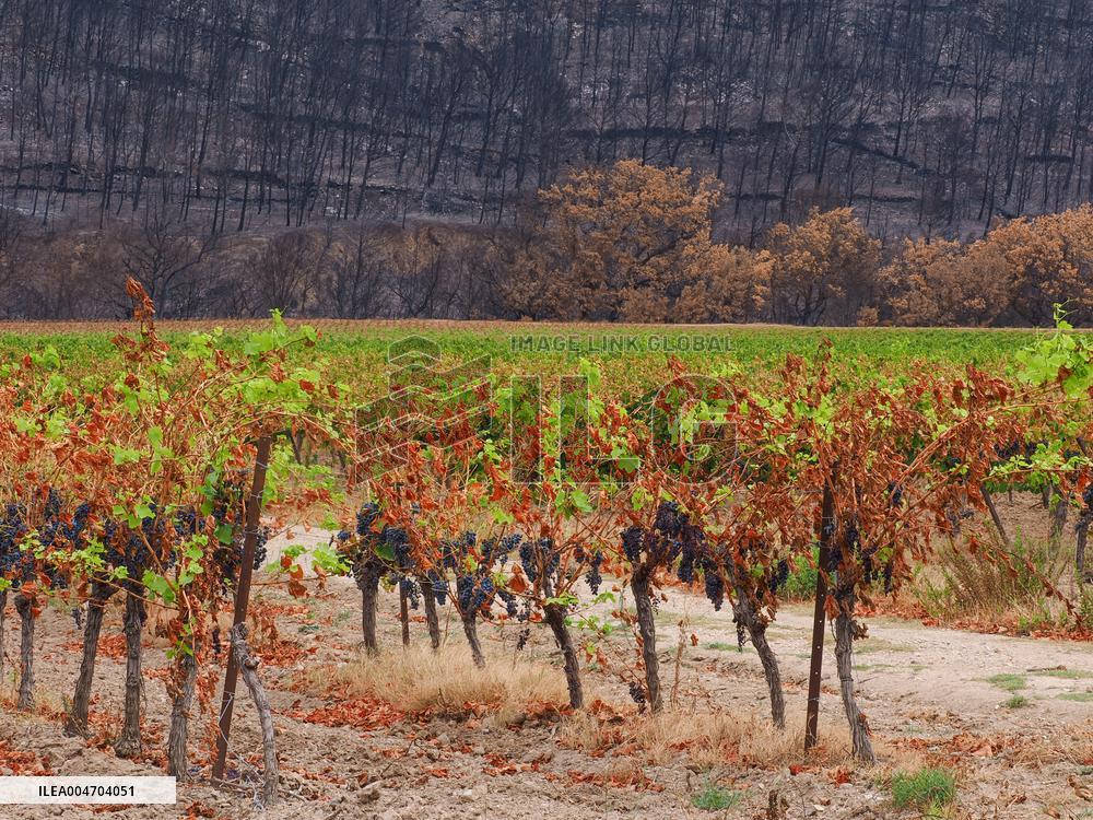 Illustration - Corbieres