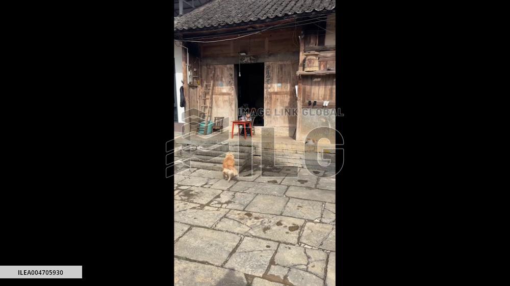 China: Hubei Boy Gets Help From Labrador to Destroy Homework