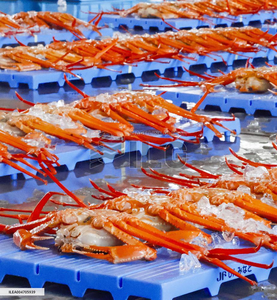 Red snow crab catch in central Japan