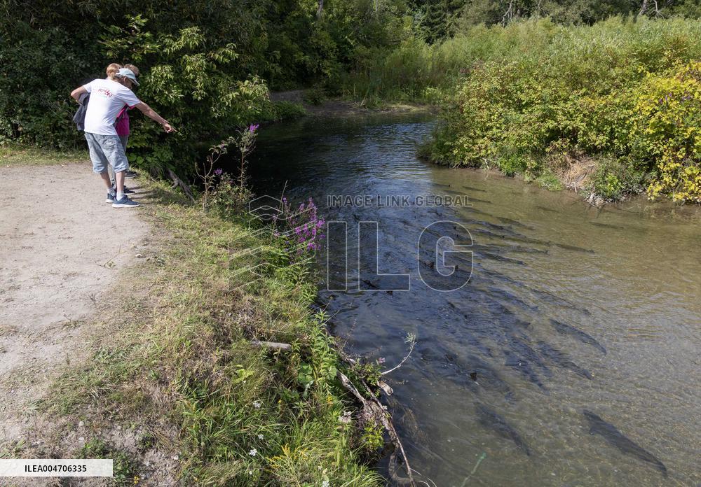 Fish Swimming Upstream in The Ganaraska River - Ontario