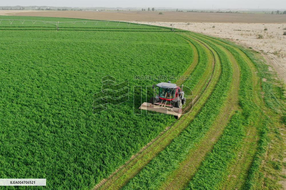 Alfalfa Planting Demonstration Base - China