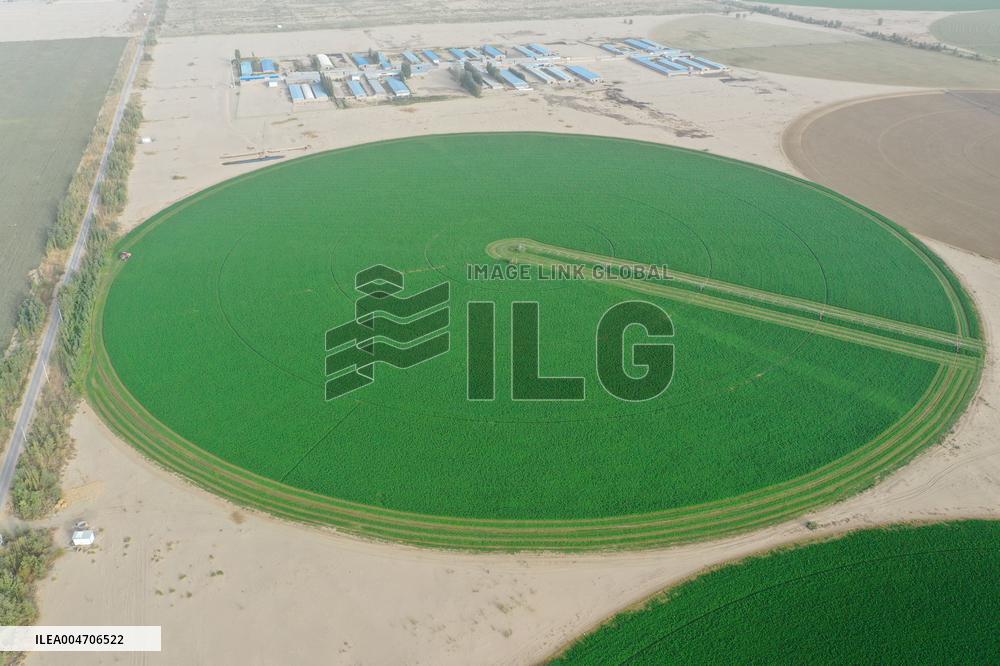 Alfalfa Planting Demonstration Base - China