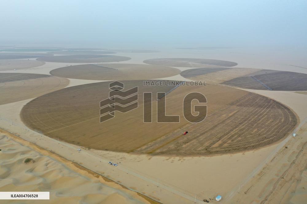 Alfalfa Planting Demonstration Base - China