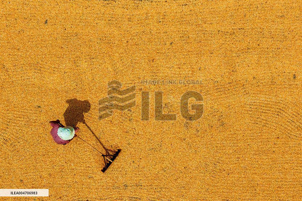 Autumn Harvest - China