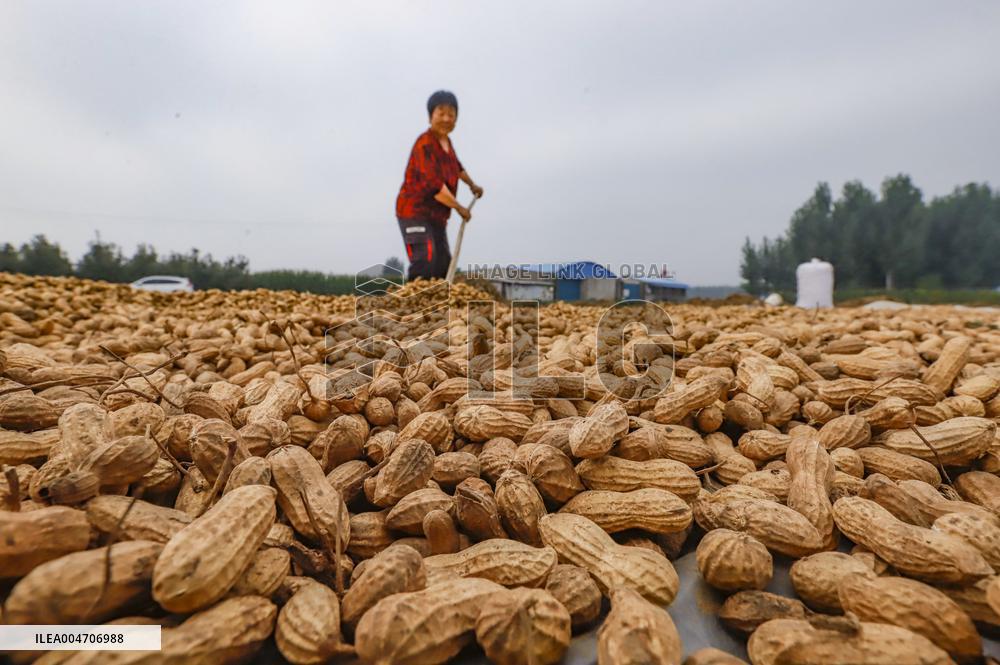 Autumn Harvest - China