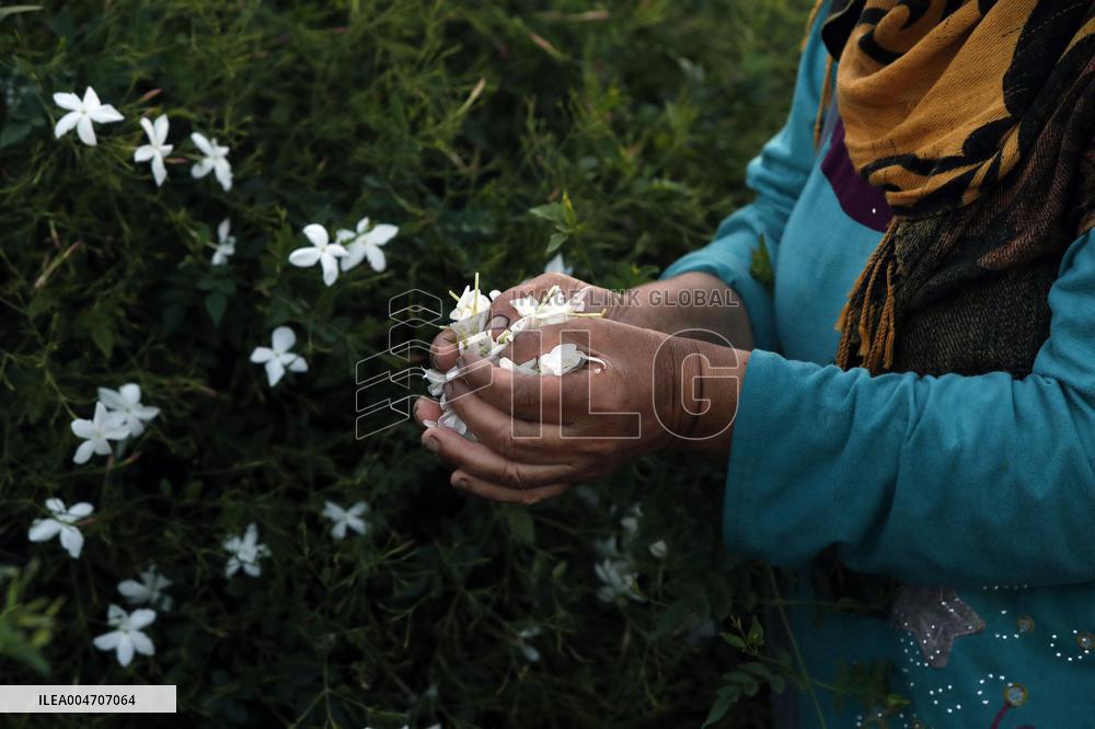 Harvesting Freshly Picked Jasmine Flowers - China