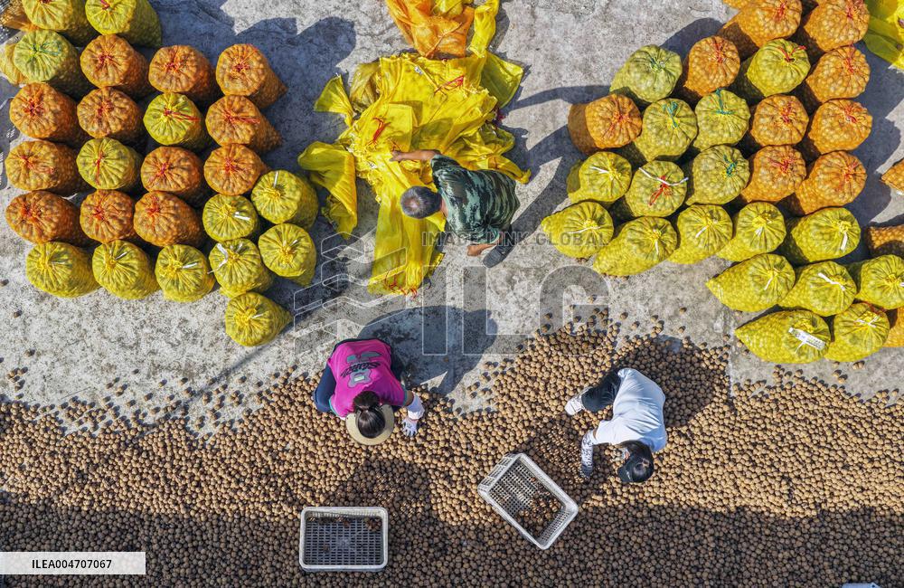 Autumn Harvest - China