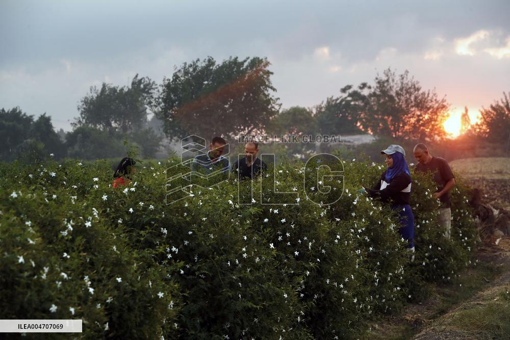 Harvesting Freshly Picked Jasmine Flowers - China