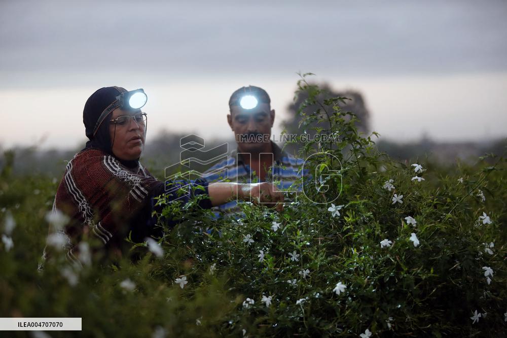 Harvesting Freshly Picked Jasmine Flowers - China