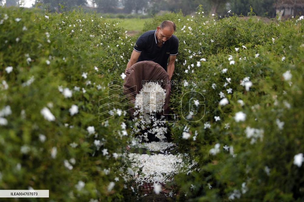 Harvesting Freshly Picked Jasmine Flowers - China