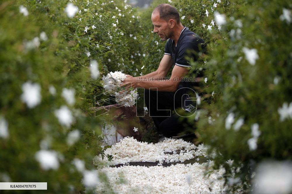 Harvesting Freshly Picked Jasmine Flowers - China