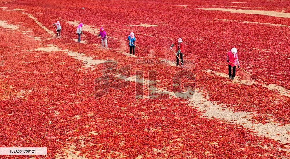 Chili Drying Field in Zhangye