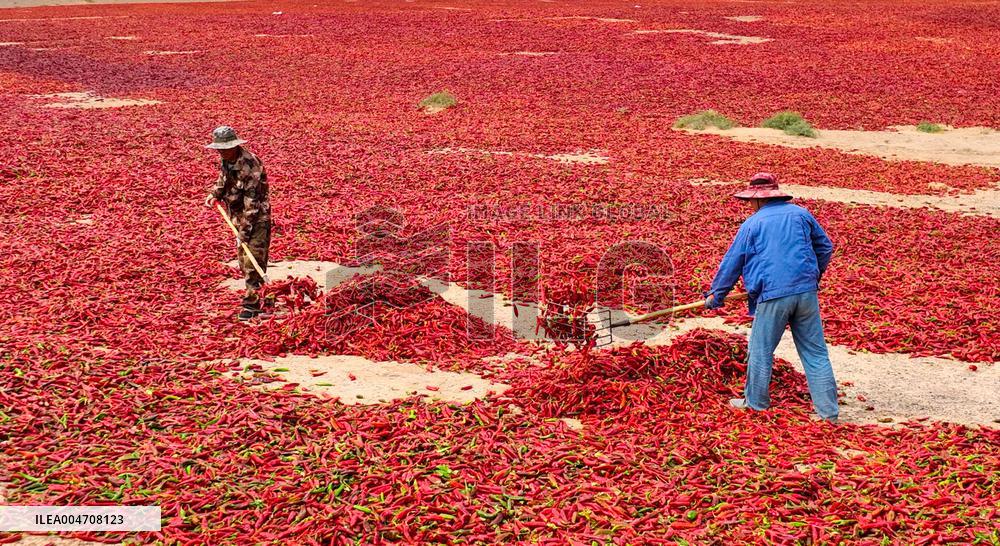 Chili Drying Field in Zhangye