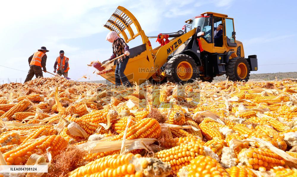 Corn Drying Yard in Zhangye