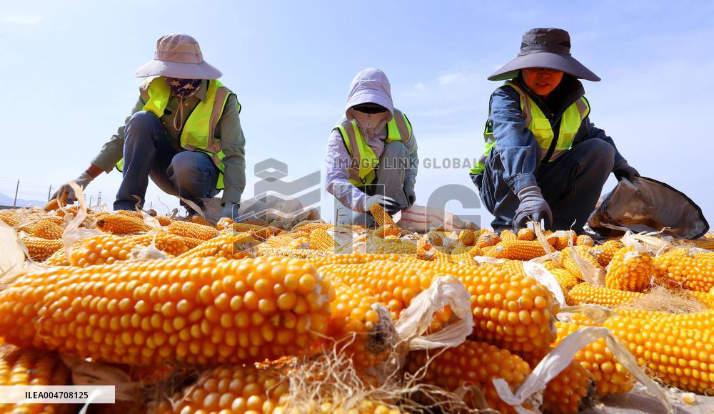 Corn Drying Yard in Zhangye