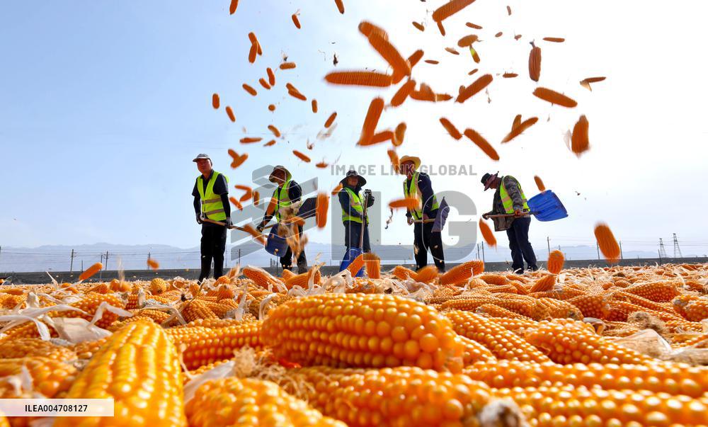 Corn Drying Yard in Zhangye