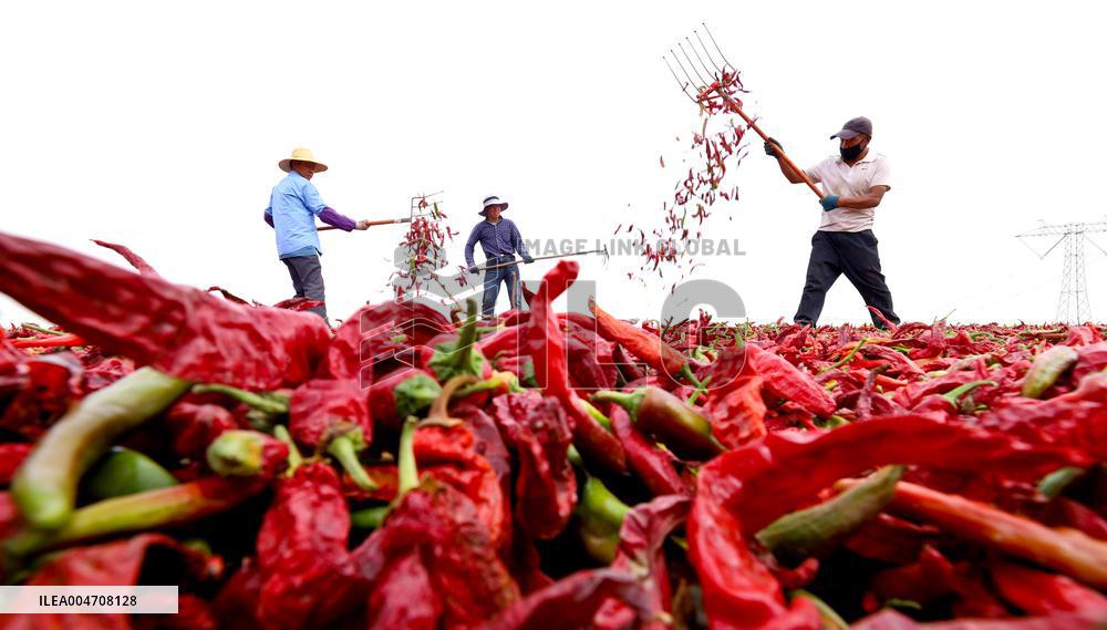 Chili Drying Field in Zhangye