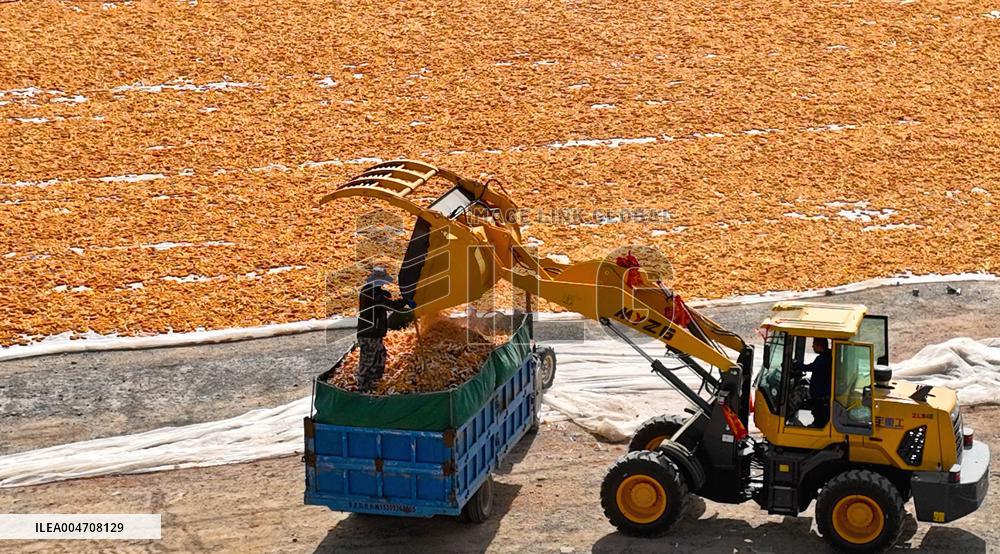 Corn Drying Yard in Zhangye