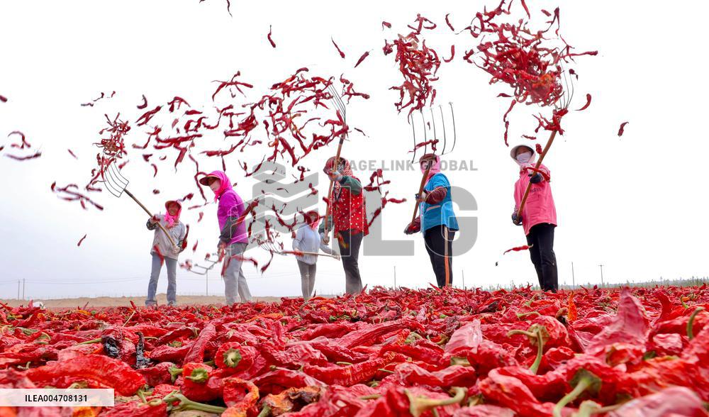 Chili Drying Field in Zhangye