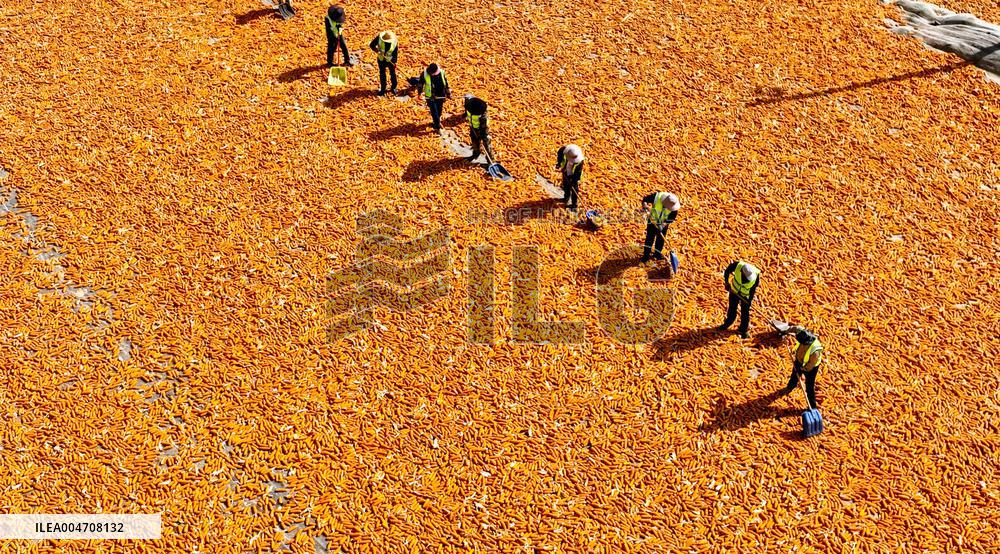 Corn Drying Yard in Zhangye