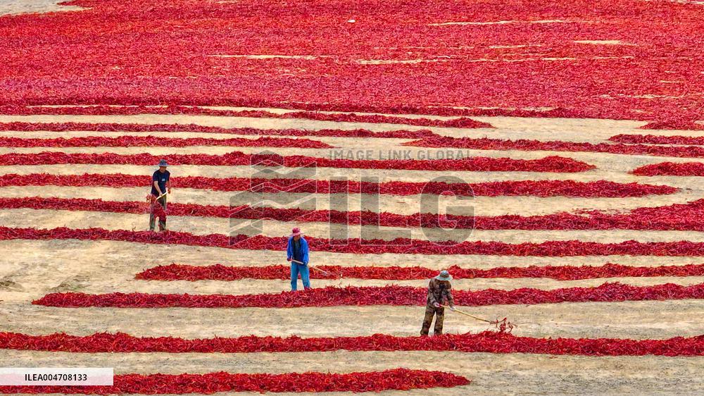 Chili Drying Field in Zhangye