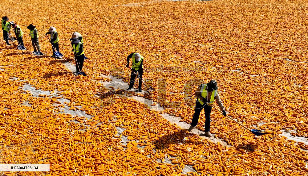 Corn Drying Yard in Zhangye