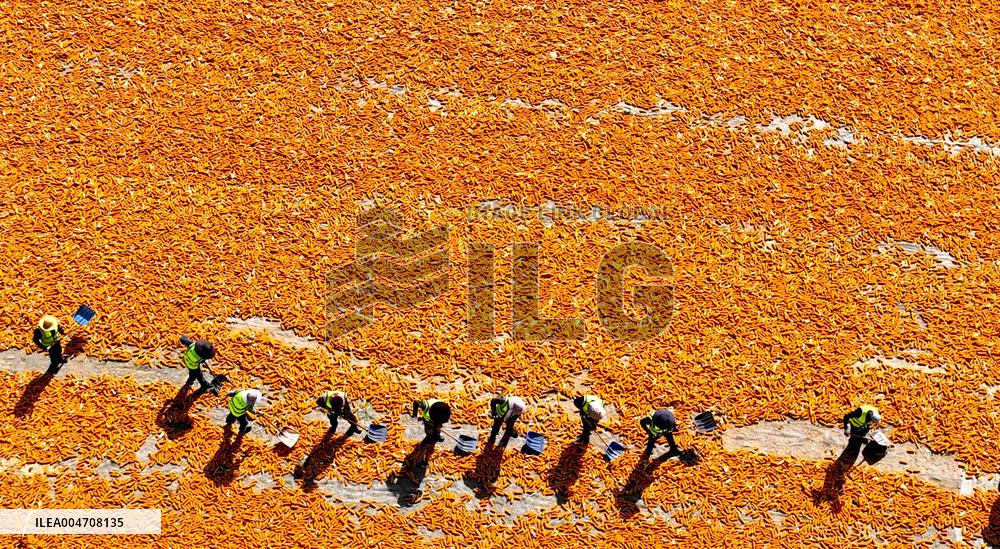 Corn Drying Yard in Zhangye
