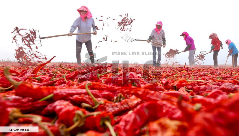 Chili Drying Field in Zhangye