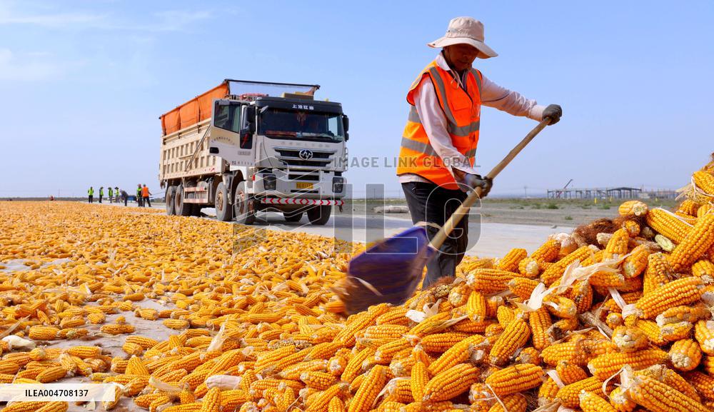 Corn Drying Yard in Zhangye