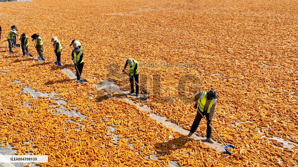 Corn Drying Yard in Zhangye