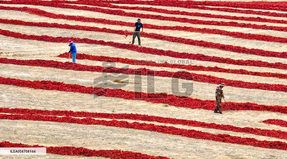 Chili Drying Field in Zhangye
