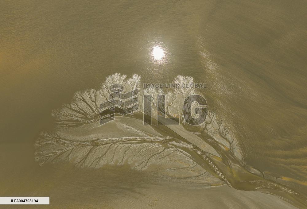 Tidal Tree Landscape by the Qiantang River in Haining