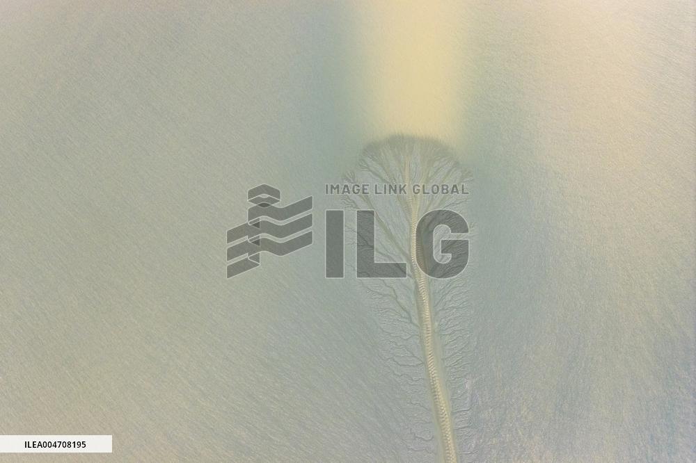 Tidal Tree Landscape by the Qiantang River in Haining