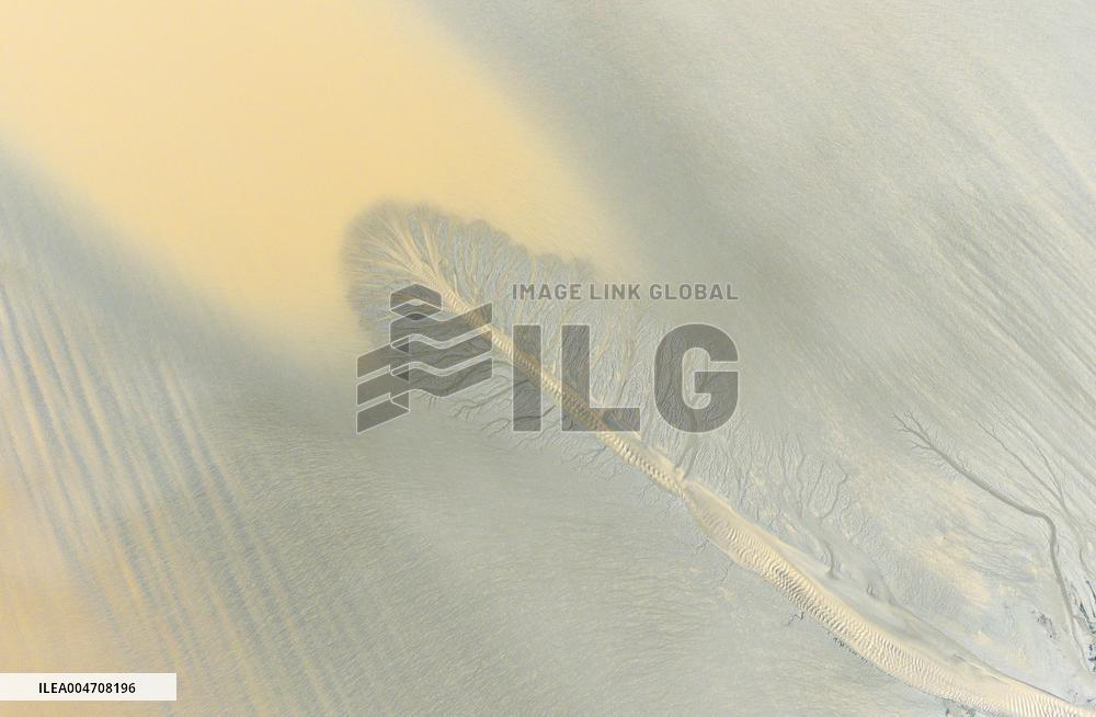 Tidal Tree Landscape by the Qiantang River in Haining