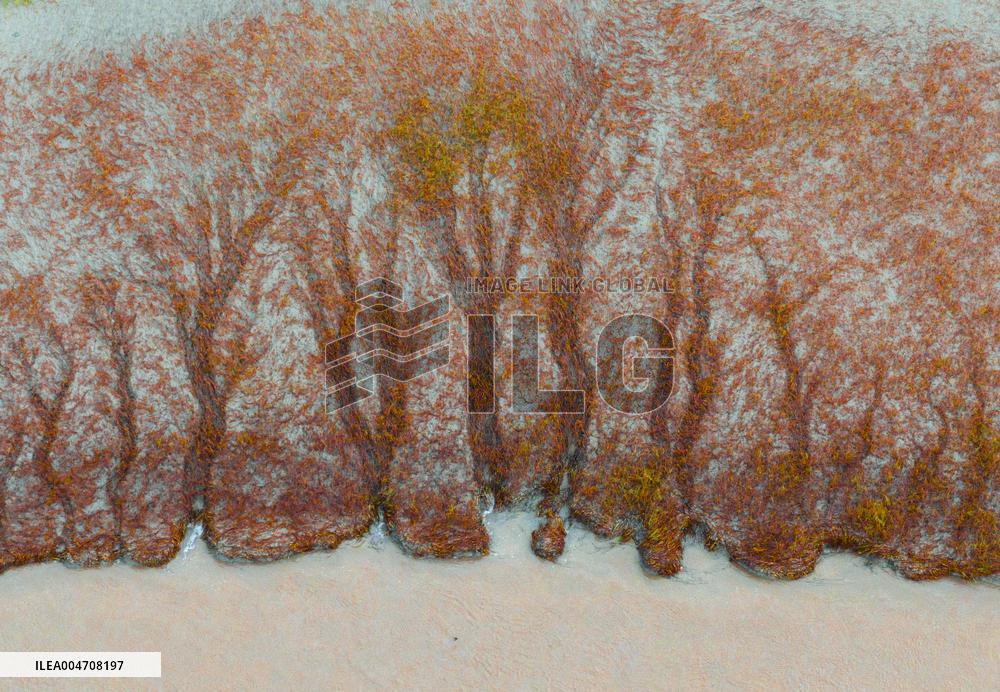 Tidal Tree Landscape by the Qiantang River in Haining