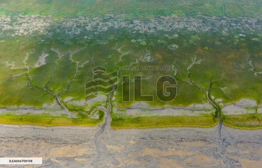 Tidal Tree Landscape by the Qiantang River in Haining
