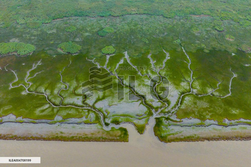 Tidal Tree Landscape by the Qiantang River in Haining